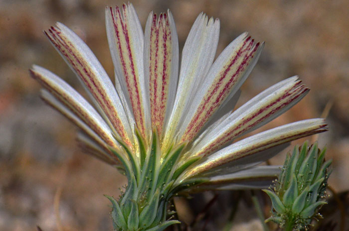White Tackstem has straw colored visible glands on the upper parts of the stems and on the flowering parts as well. Note the fine red veins on the lower side of the straps; Calycoseris wrightii 